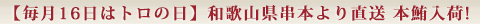 和歌山県串本より直送　本鮪入荷!